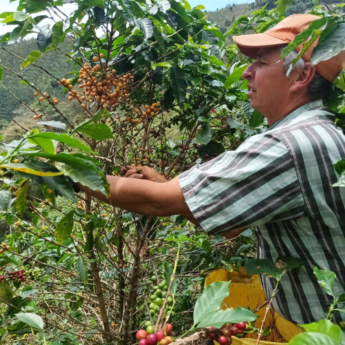 An image of a man growing coffee